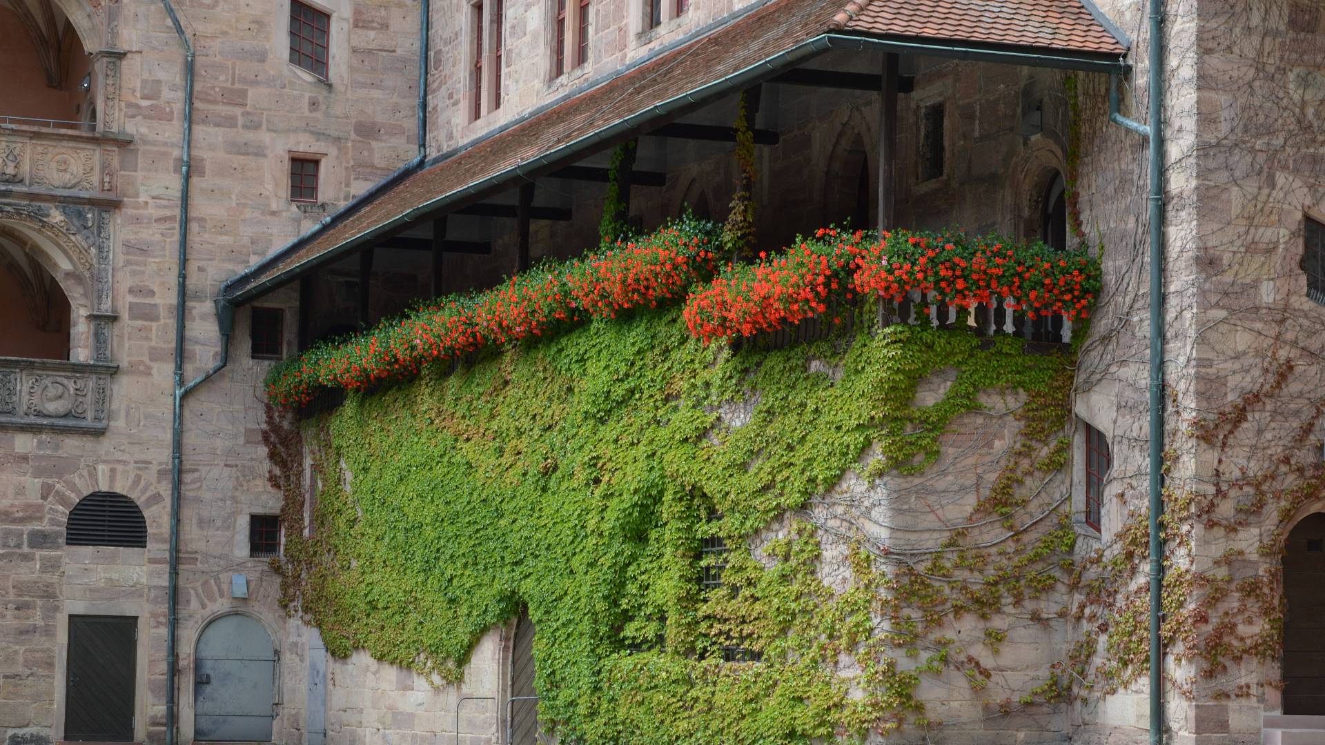 Blick auf die bewachsende und blühende Burgmauer der Plassenburg